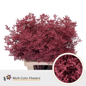 Limonium Koraal – 70cm