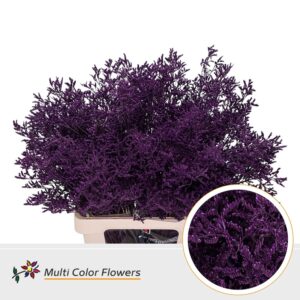 Limonium Lila Donker – 70cm