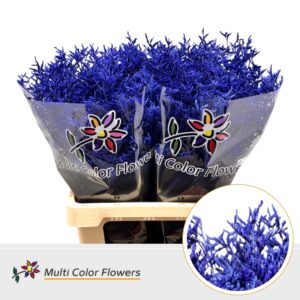 Limonium Metallic Blauw donker – 70cm