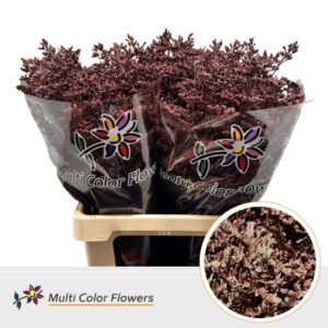 Limonium Metallic Bordeaux – 70cm