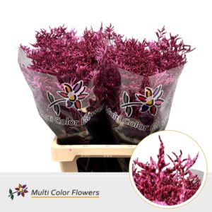 Limonium Metallic Erica – 70cm