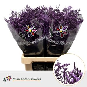 Limonium Metallic Lila donker – 70cm