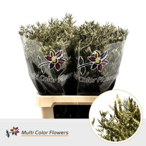 Limonium Metallic Olijf groen – 70cm