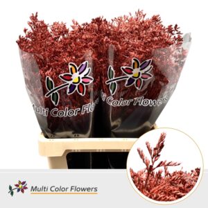 Limonium Metallic Rood – 70cm
