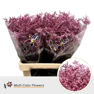 Limonium Metallic Roze – 70cm
