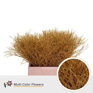 Heidelbeer Geel Oker – 60cm