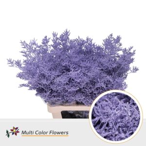 Limonium Milka – 70cm