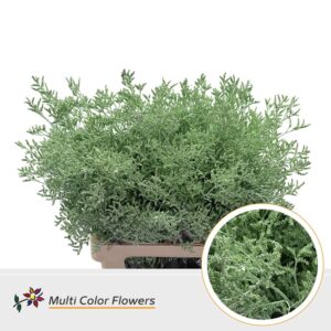 Limonium Mint – 70cm