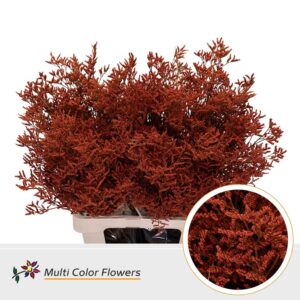 Limonium Oranje – 70cm