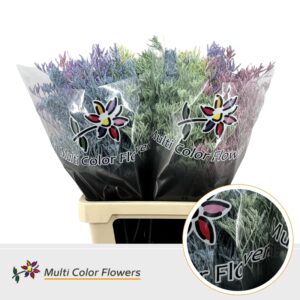 Limonium Pastel Mix – 70cm
