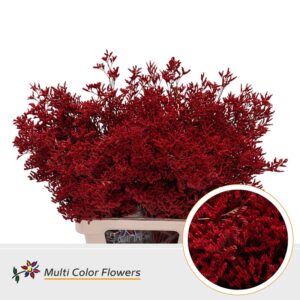 Limonium Rood – 70cm