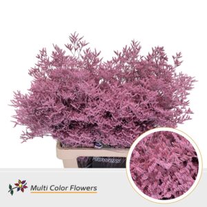 Limonium Rose Licht – 70cm