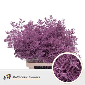 Limonium Rose Nieuw – 70cm
