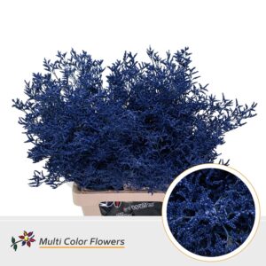 Limonium Violet Donker – 70cm