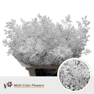 Limonium Wit – 70cm