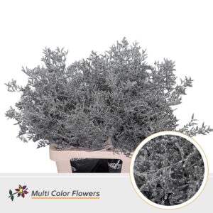 Limonium Zilver – 70cm
