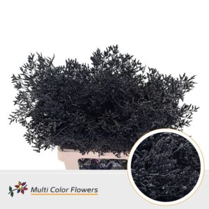 Limonium Zwart – 70cm