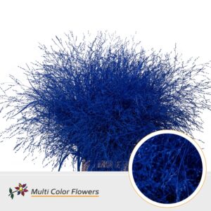 Panicum Blauw donker – 90cm