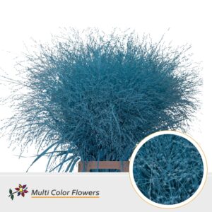 Panicum Blauw licht – 90cm