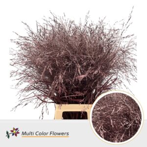 Panicum Bordeaux metallic – 90cm