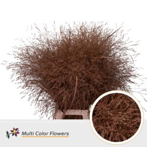Panicum Bruin – 90cm