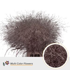 Panicum Champagne – 90cm