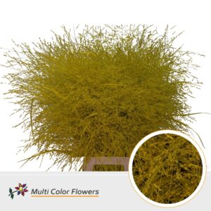 Panicum Creme – 90cm