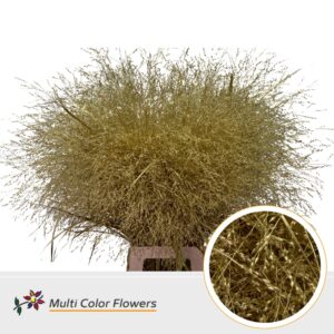 Panicum Goud – 90cm