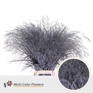 Panicum Grijs – 90cm