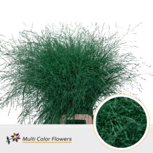 Panicum Groen donker – 90cm