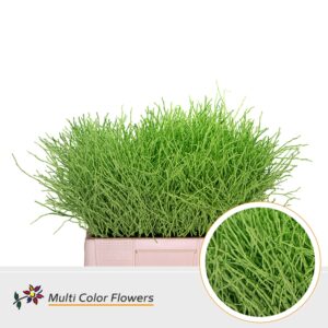 Heidelbeer Groen appel – 60cm