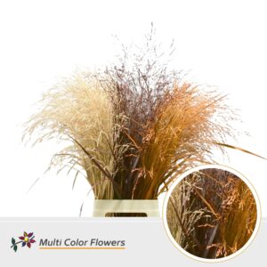 Panicum Herfst Mix – 90cm