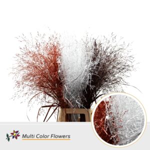 Panicum Kerst Mix – 90cm