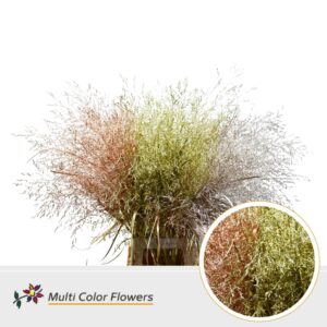Panicum Kerst Mix Metallic – 90cm