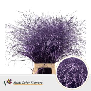 Panicum Lila Donker metallic – 90cm