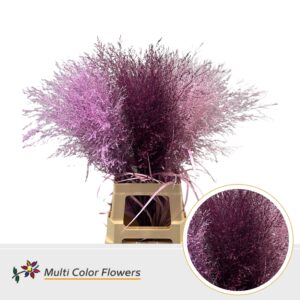 Panicum Love Mix – 90cm
