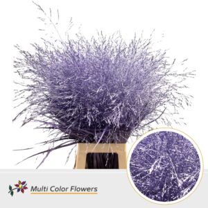 Panicum Milka metallic – 90cm