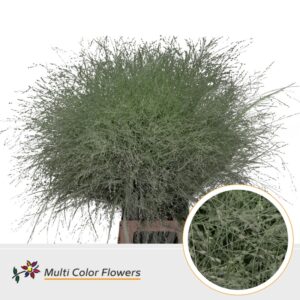 Panicum Mint – 90cm