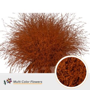 Panicum Oranje – 90cm