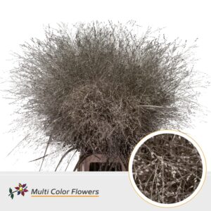 Panicum Platina – 90cm