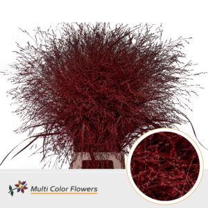 Panicum Rood – 90cm