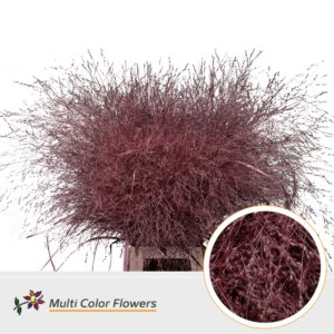 Panicum Rose Gold – 90cm