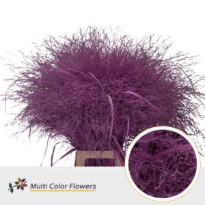 Panicum Rose nieuw – 90cm