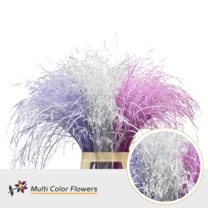 Panicum Spring Mix – 90cm