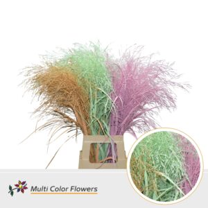 Panicum Summer Mix – 90cm