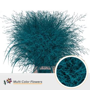 Panicum Turquoise – 90cm