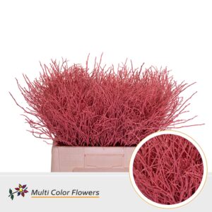 Heidelbeer Koraal – 60cm