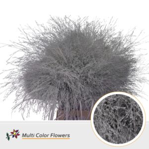 Panicum Wit – 90cm