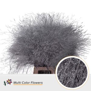 Panicum Zilver – 90cm