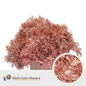 Pistache Apricot – 45cm
